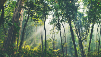 Woods (2)